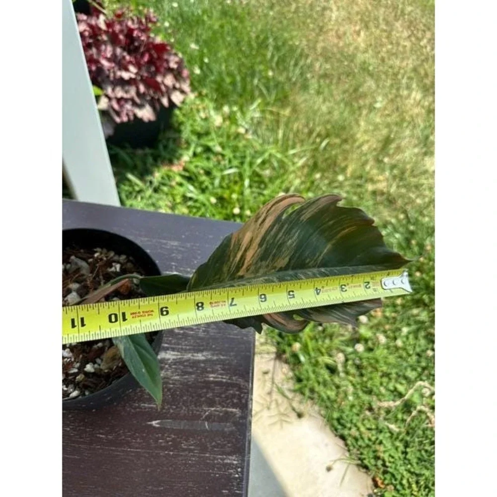 Philodendron Caramel Marble Variegated  Exact Live Rooted Plant - US Seller - C1